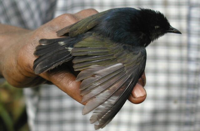 Black Berrypecker