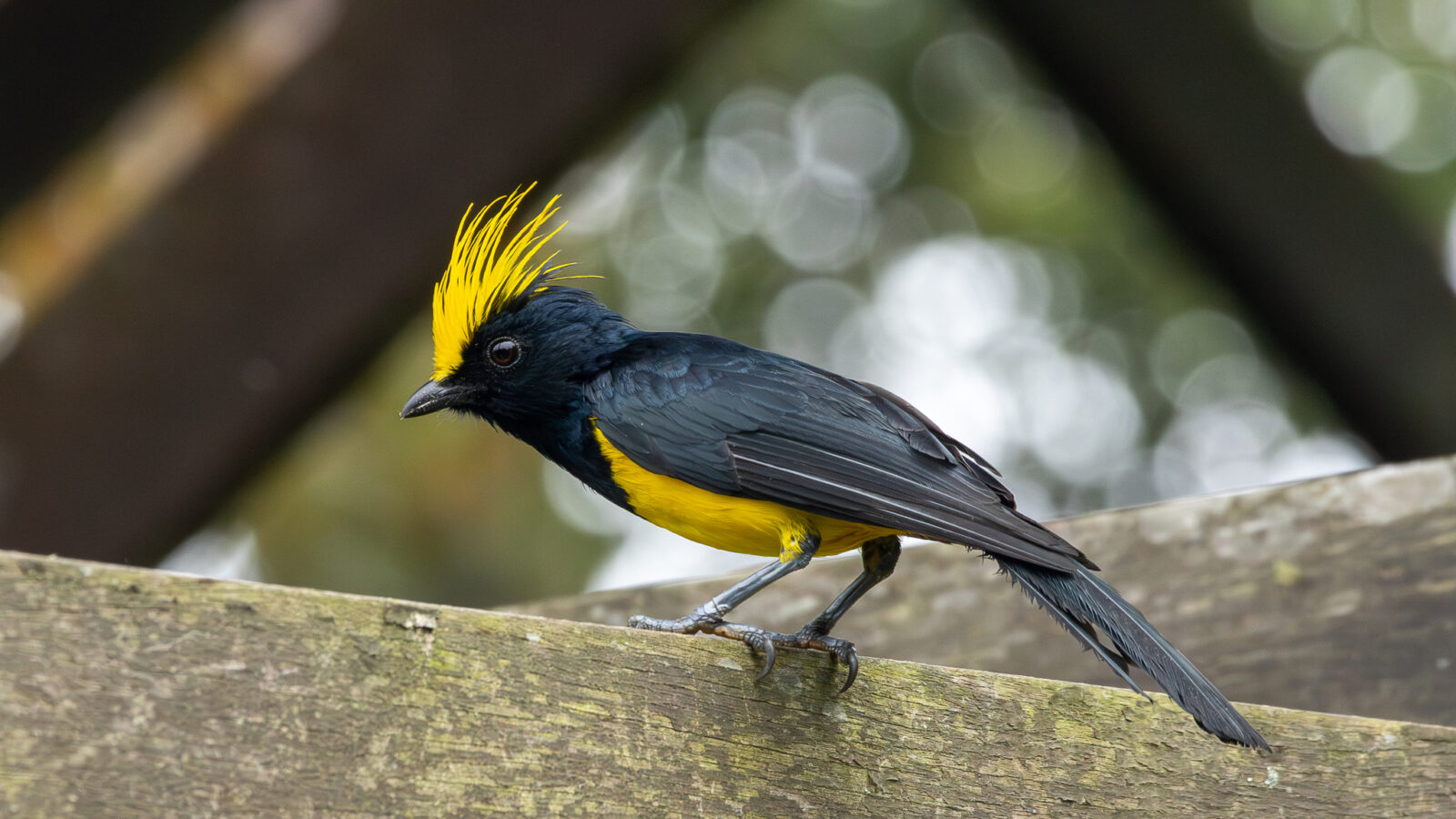 Sultan Tit
