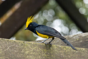 Sultan Tit