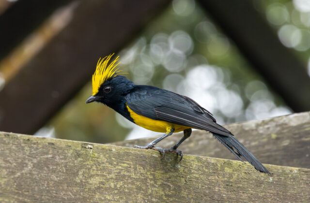 Sultan Tit
