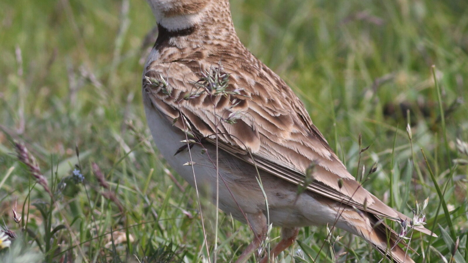 Bimaculated Lark
