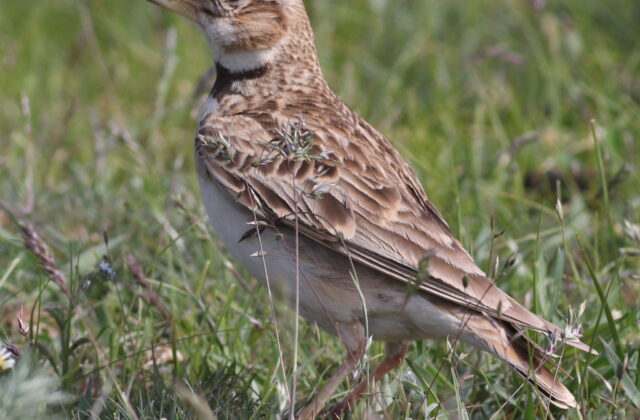 Bimaculated Lark
