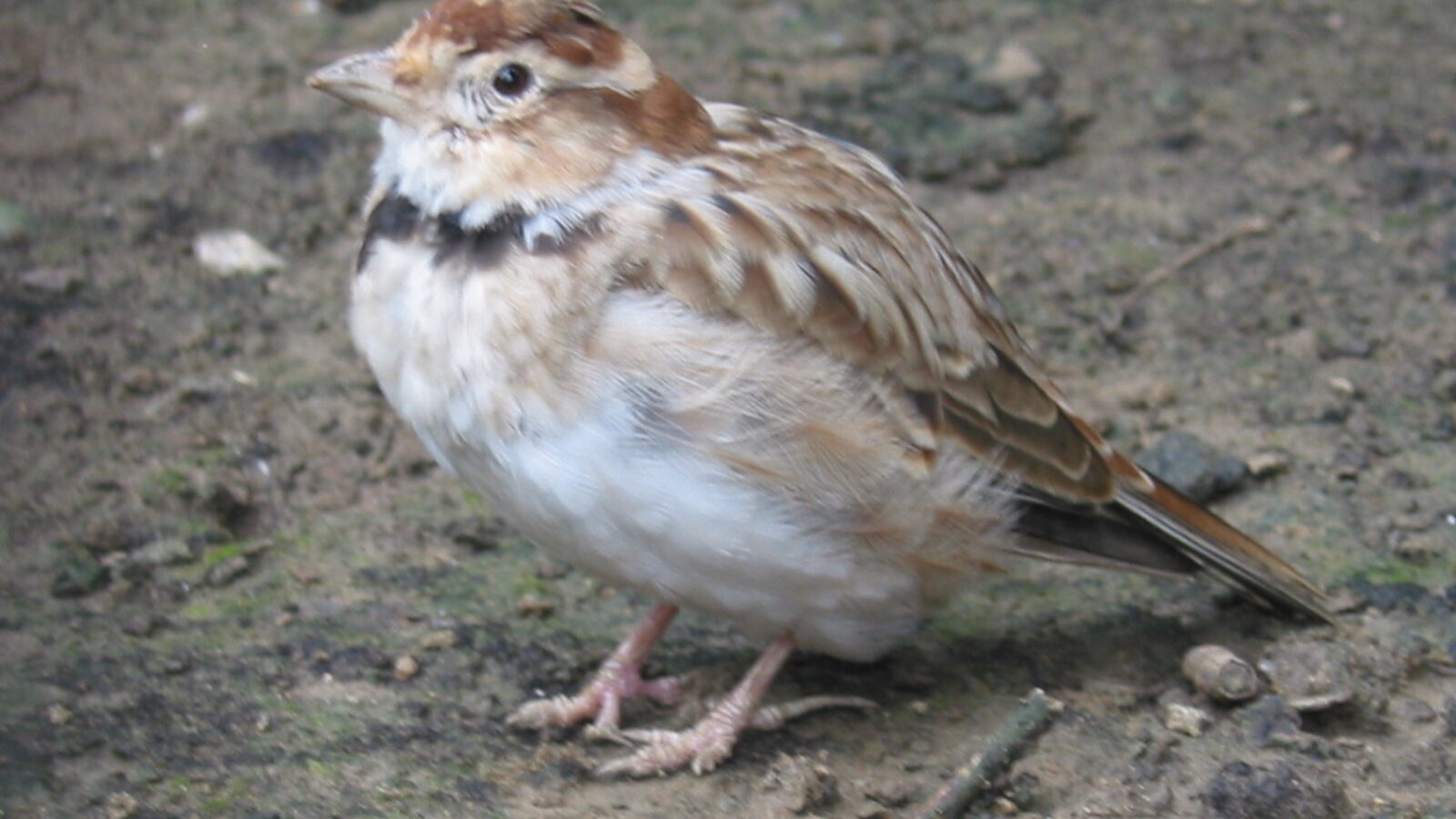 Mongolian Lark