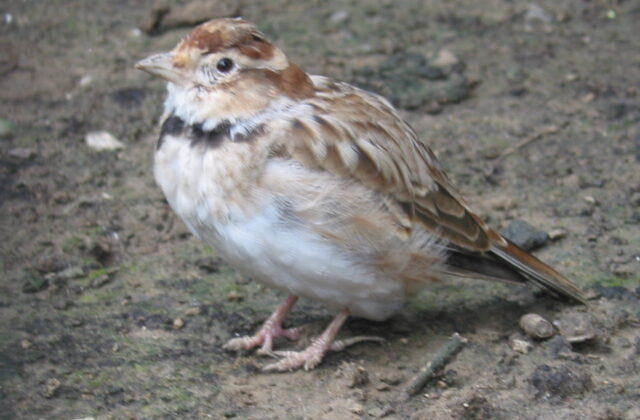 Mongolian Lark