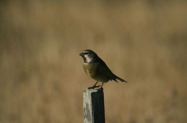White-bridled Finch