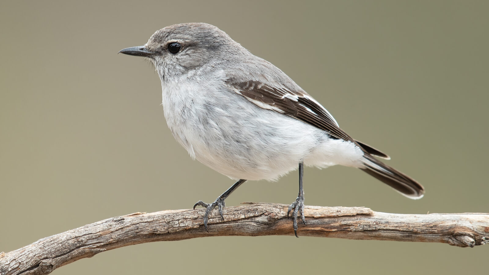 Hooded Robin