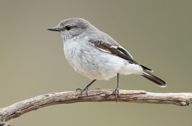 Hooded Robin