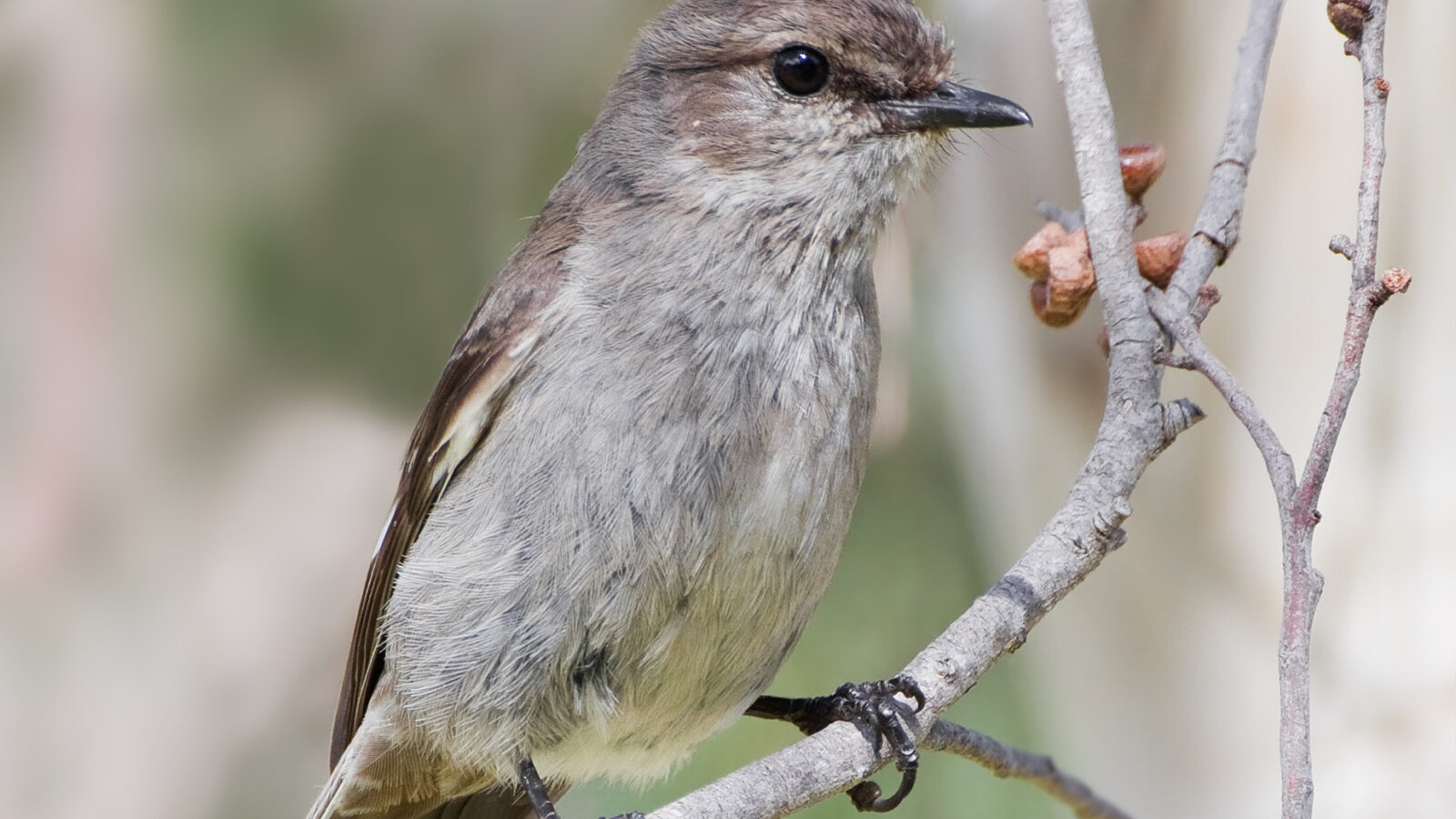 Dusky Robin