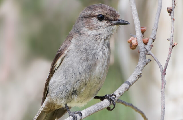 Dusky Robin