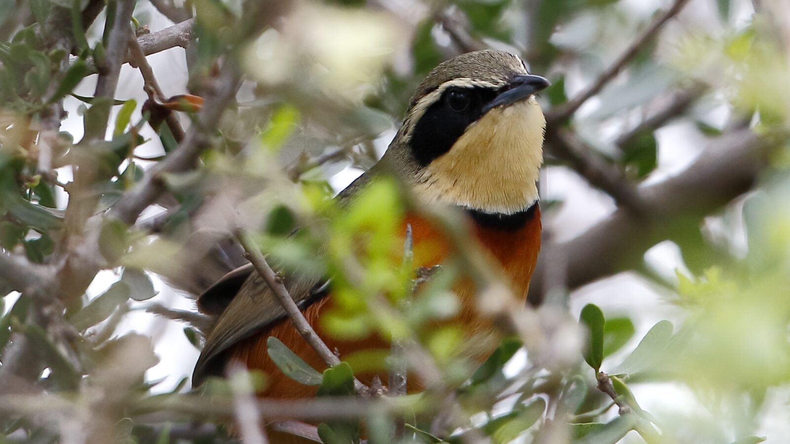 Olive-crowned Crescentchest