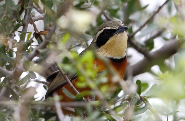 Olive-crowned Crescentchest