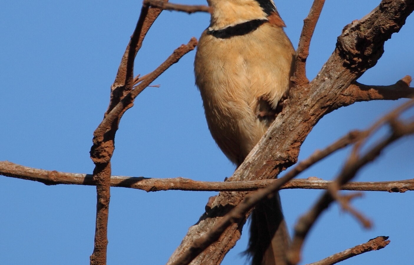 Collared Crescentchest