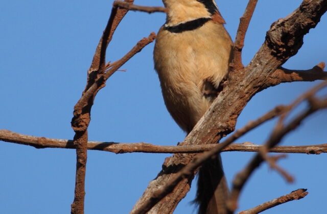 Collared Crescentchest