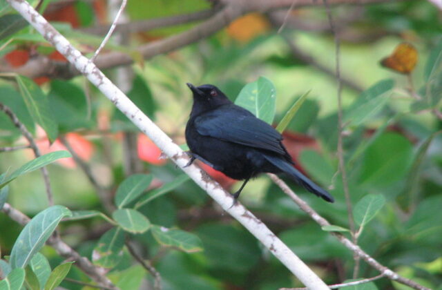 Black Catbird