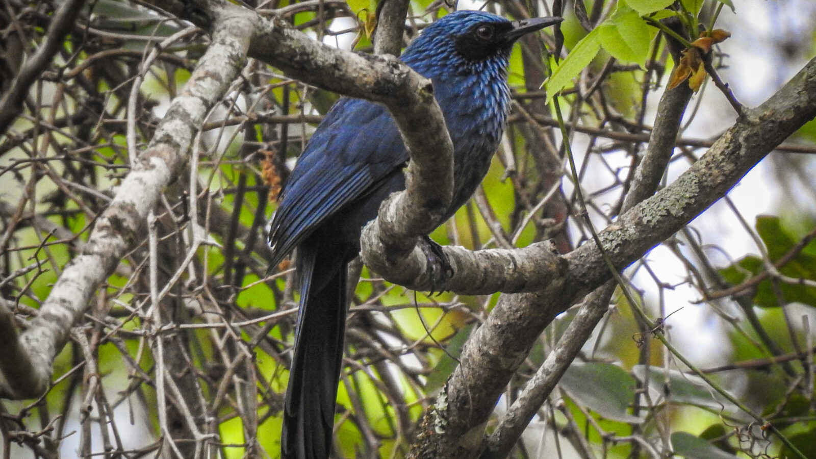 Blue Mockingbird