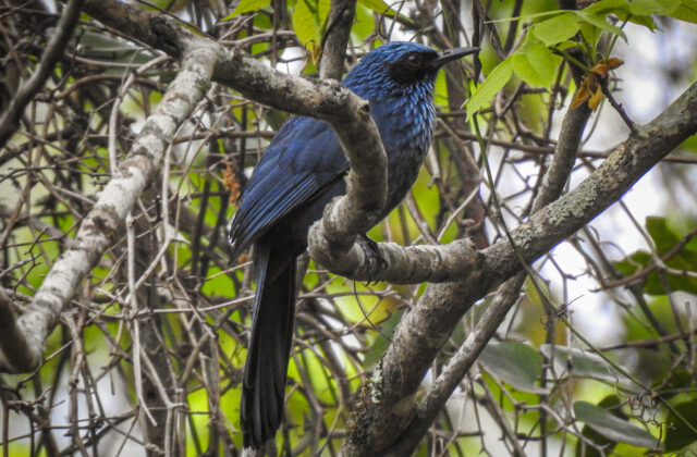 Blue Mockingbird