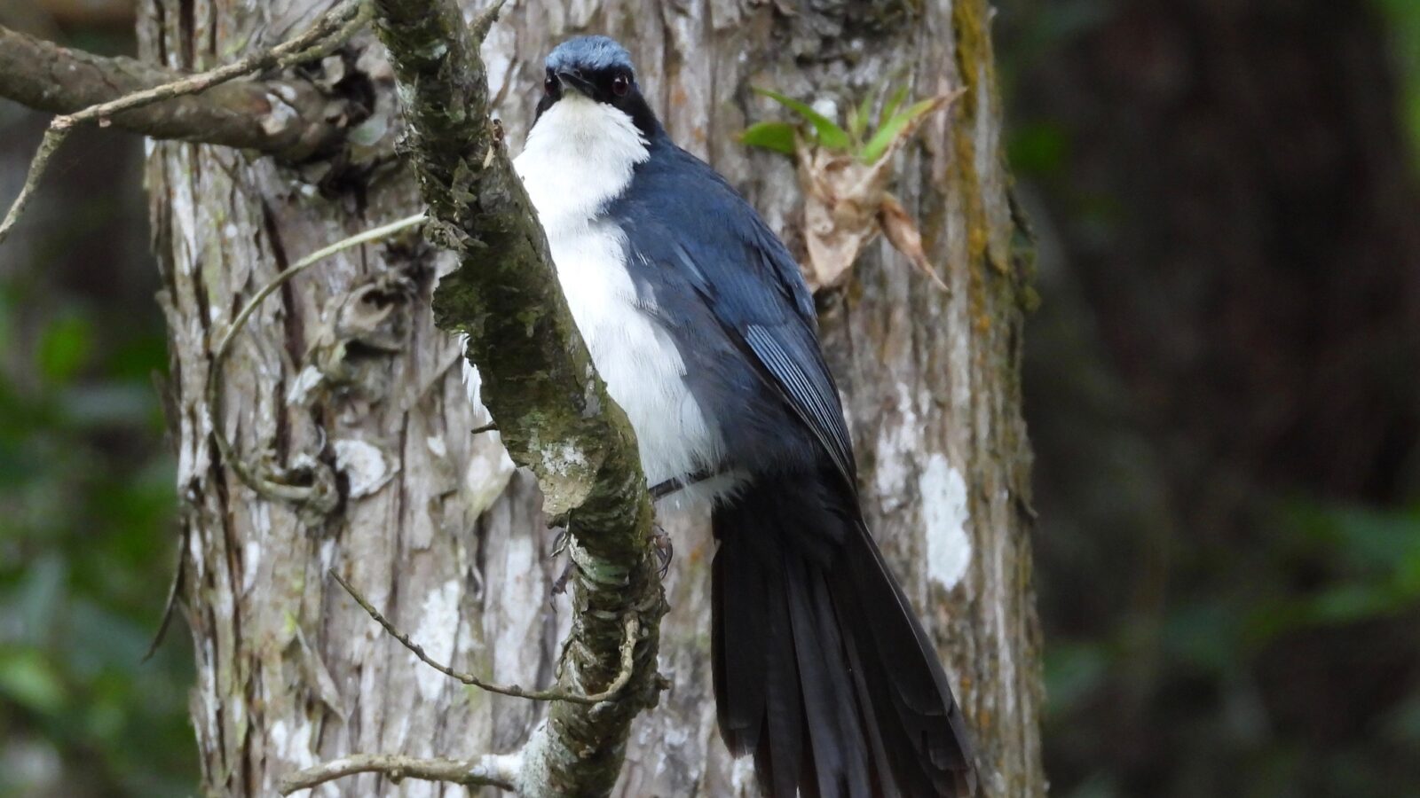 Blue-and-white Mockingbird