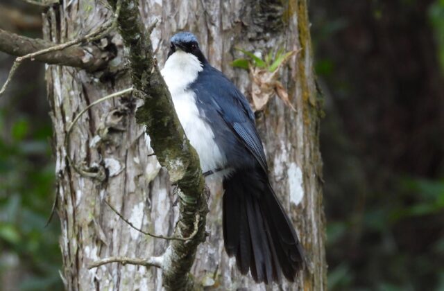 Blue-and-white Mockingbird