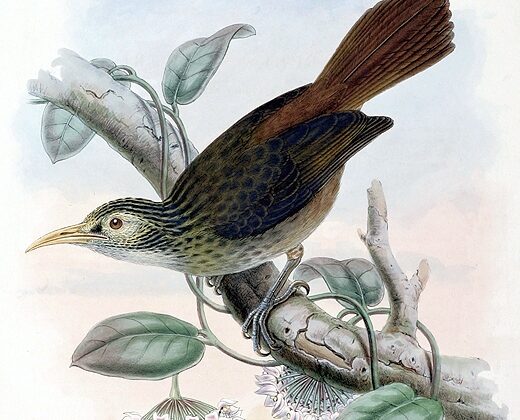 Makira Honeyeater