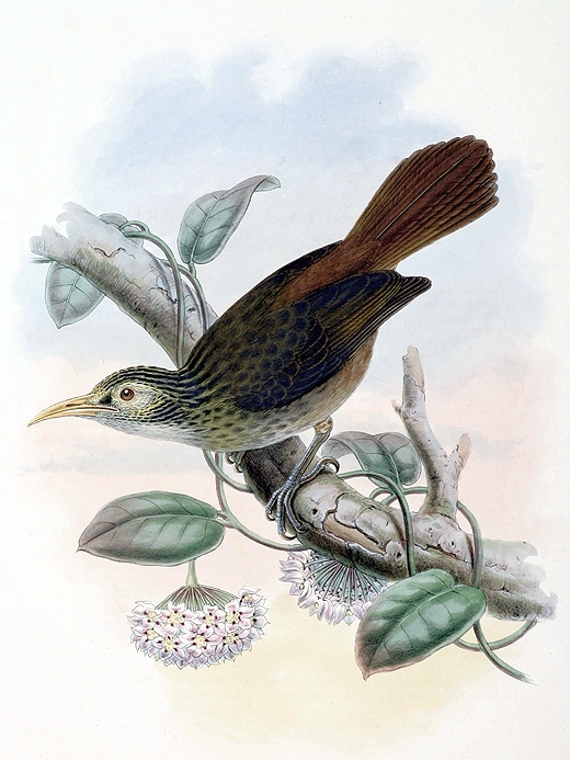 Makira Honeyeater