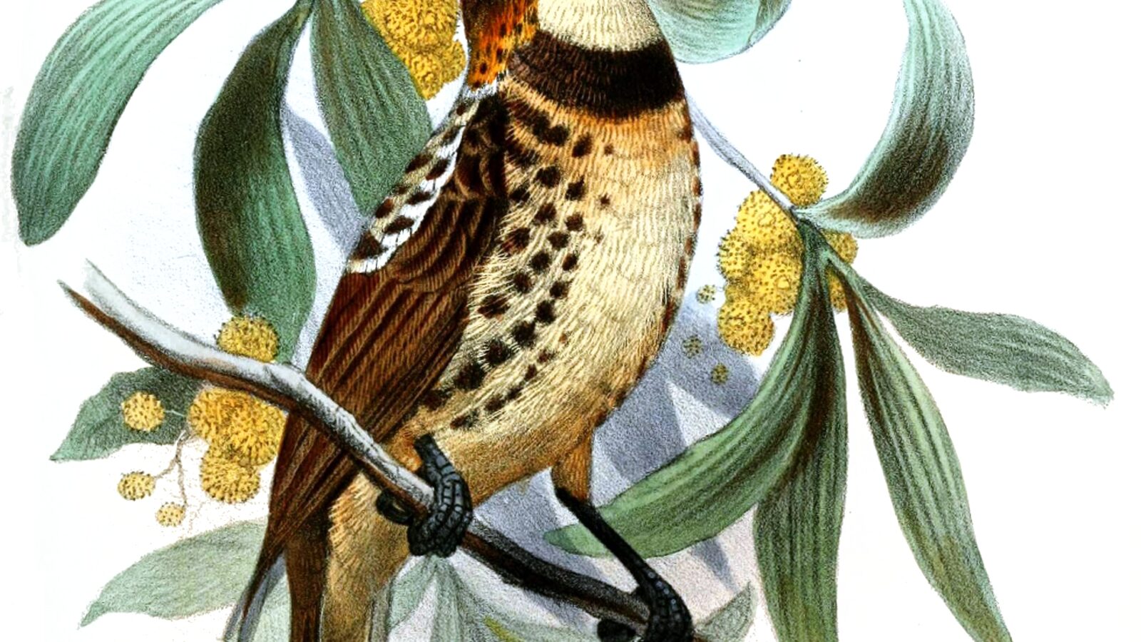 Ornate Melidectes