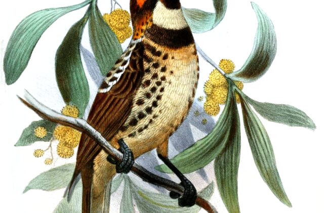Ornate Melidectes