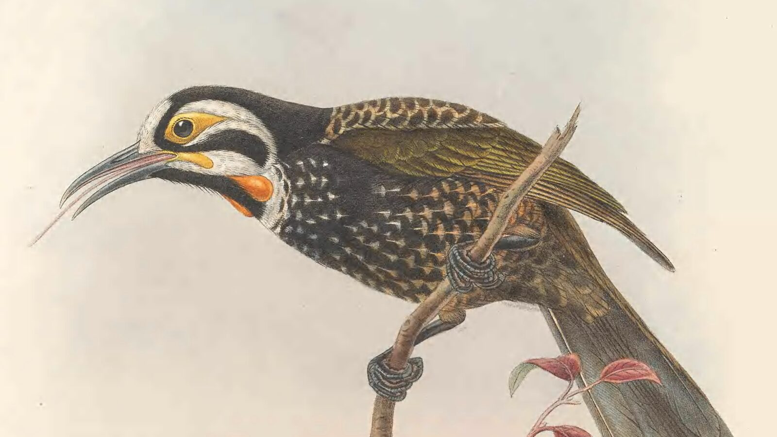 Vogelkop Melidectes