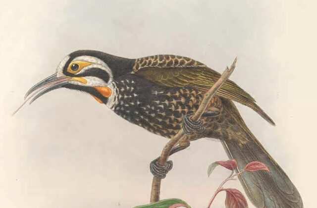 Vogelkop Melidectes