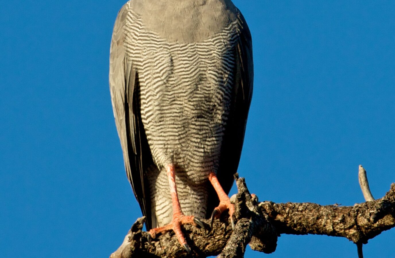 Dark Chanting Goshawk