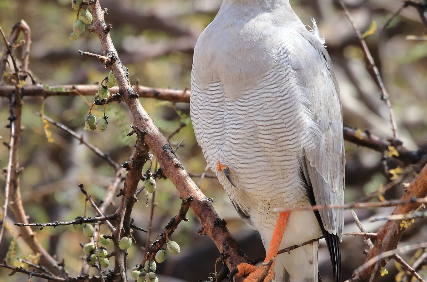 Eastern Chanting Goshawk