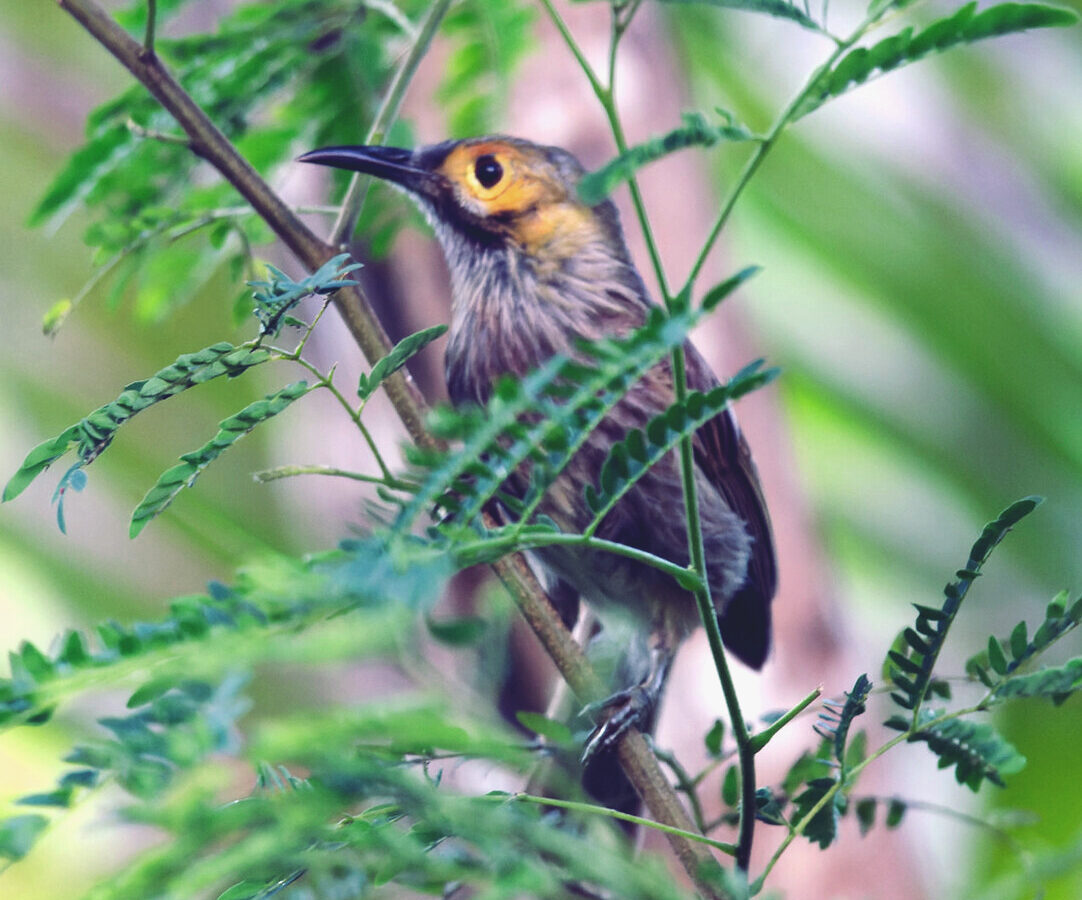 Kadavu Honeyeater