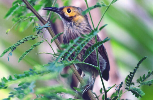 Kadavu Honeyeater