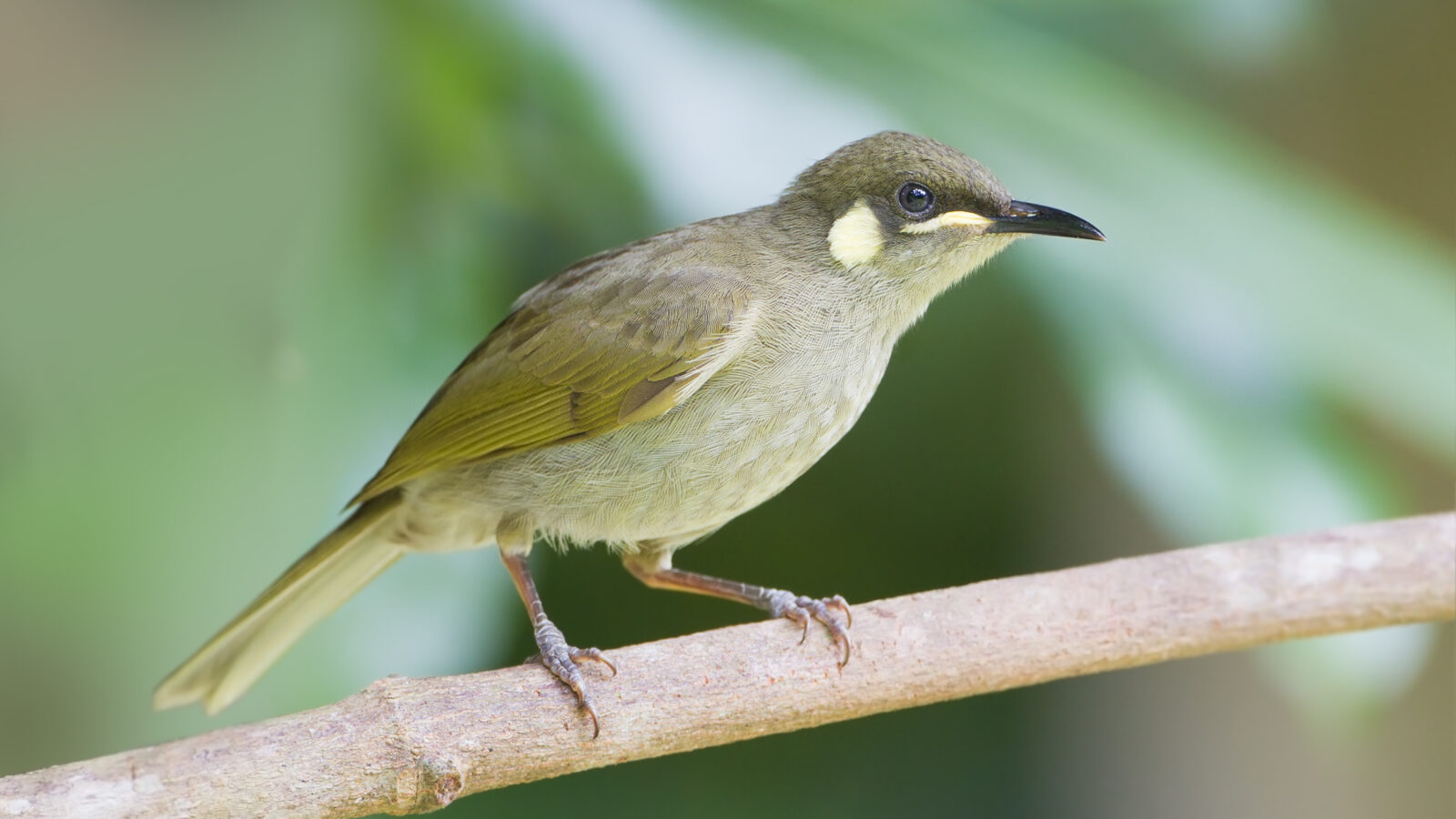 Yellow-spotted Honeyeater