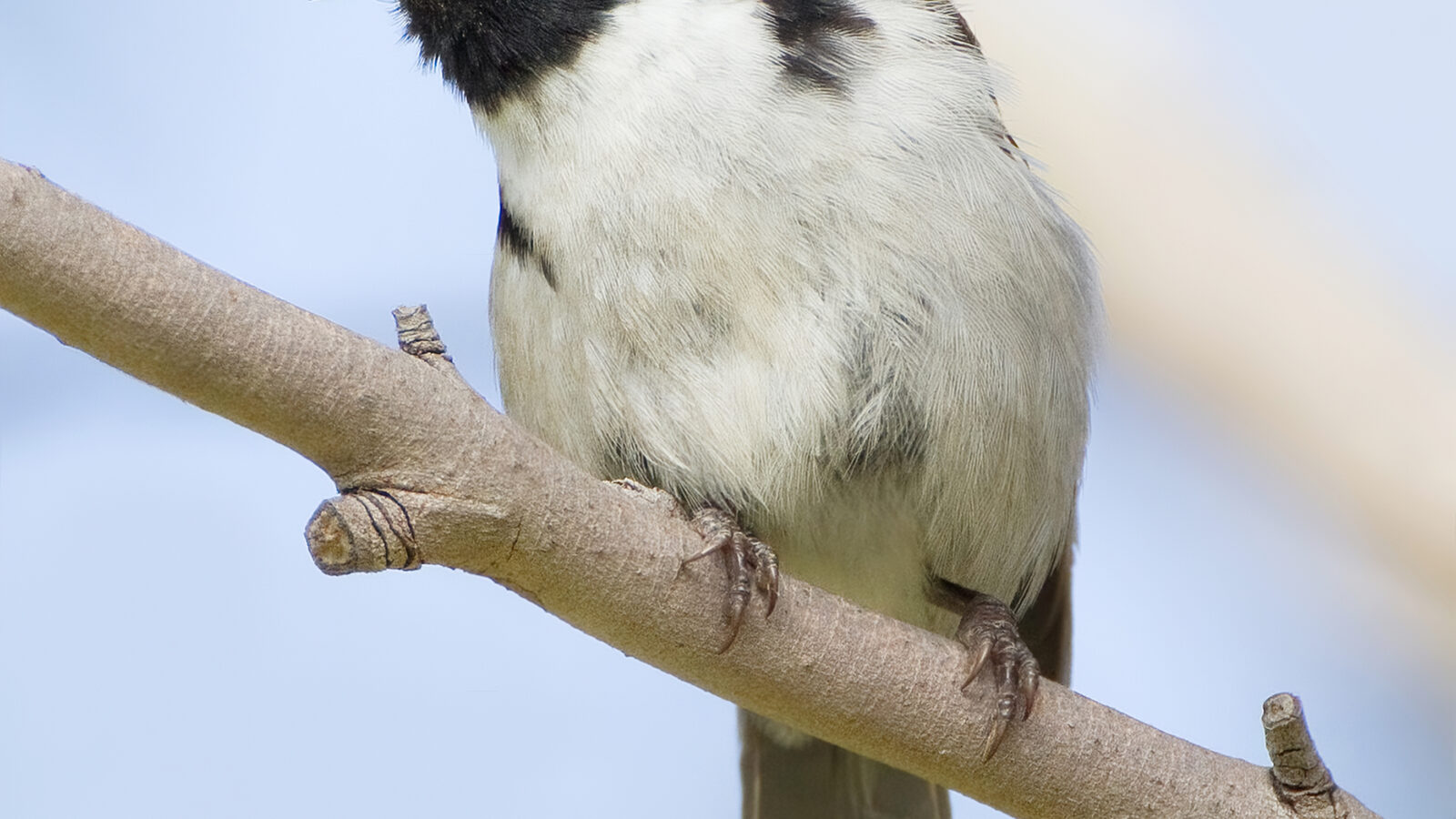 Black-headed Honeyeater