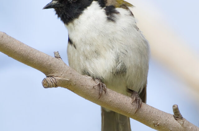 Black-headed Honeyeater