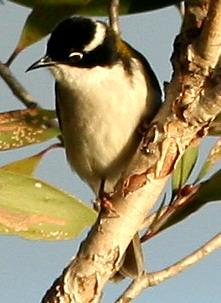 White-throated Honeyeater