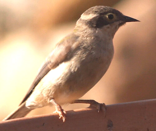 Brown-headed Honeyeater