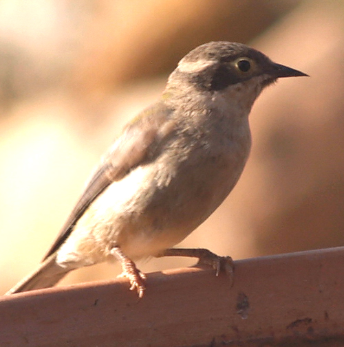 Brown-headed Honeyeater