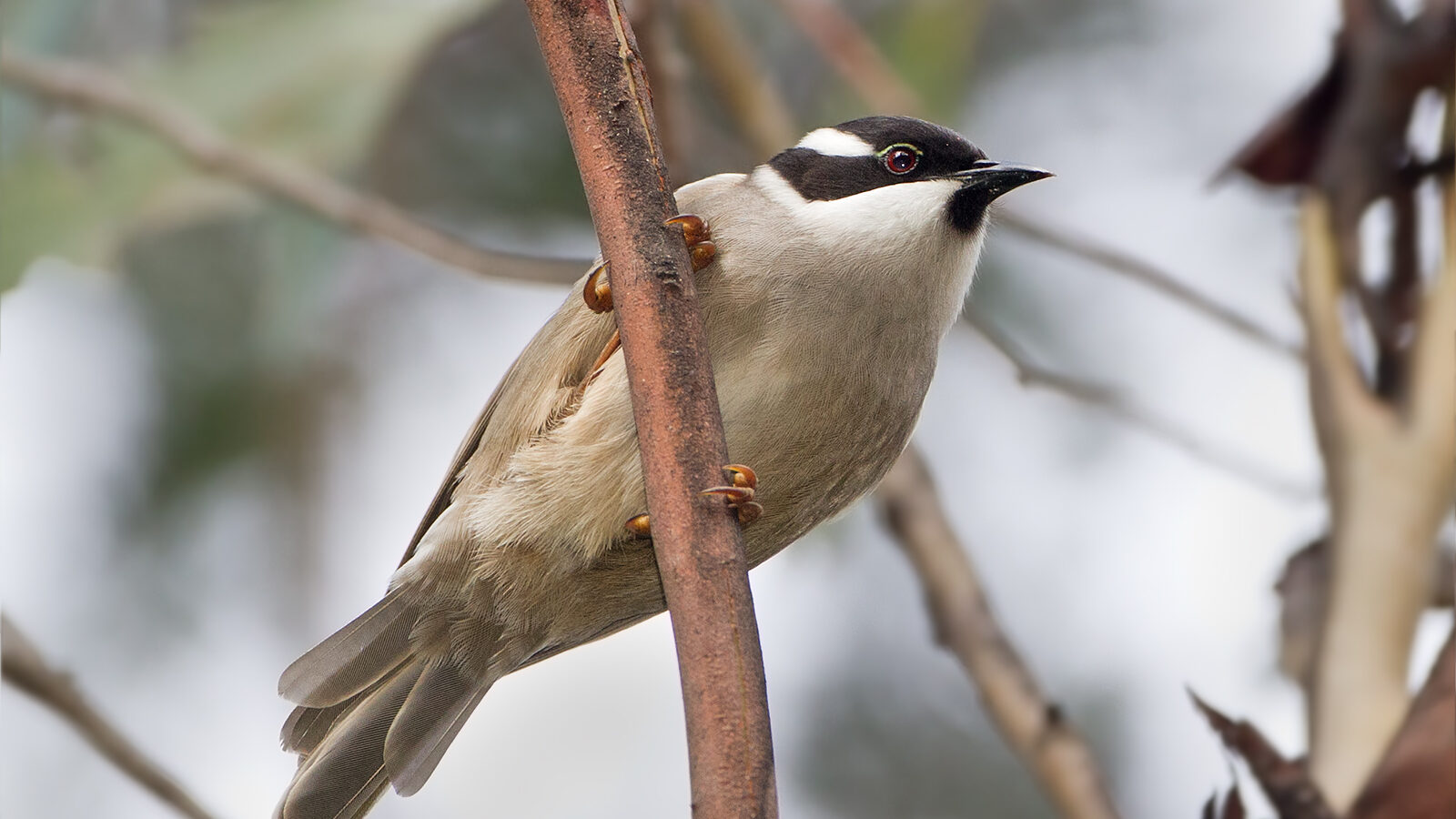 Strong-billed Honeyeater