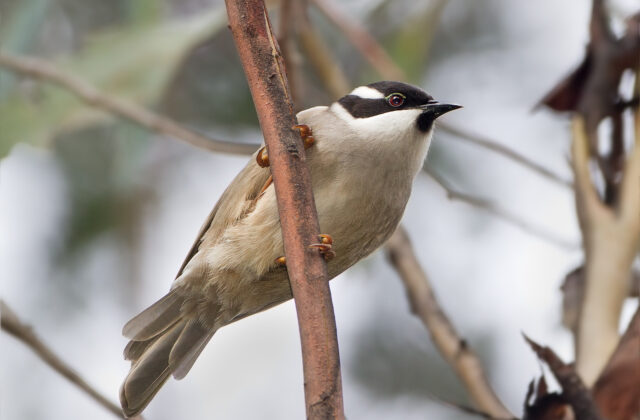 Strong-billed Honeyeater