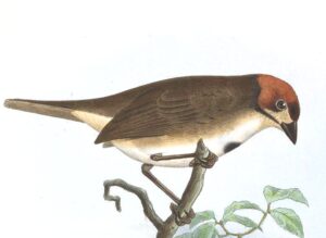 Cabanis’s Ground Sparrow