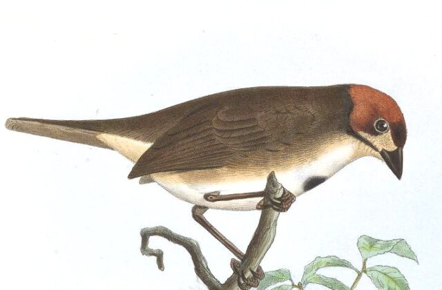 Cabanis’s Ground Sparrow