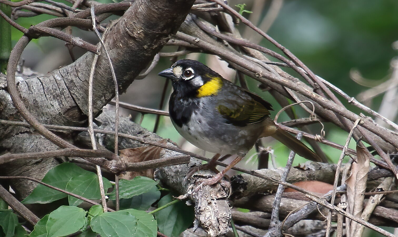 White-eared Ground Sparrow