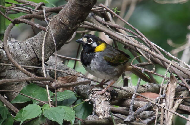 White-eared Ground Sparrow
