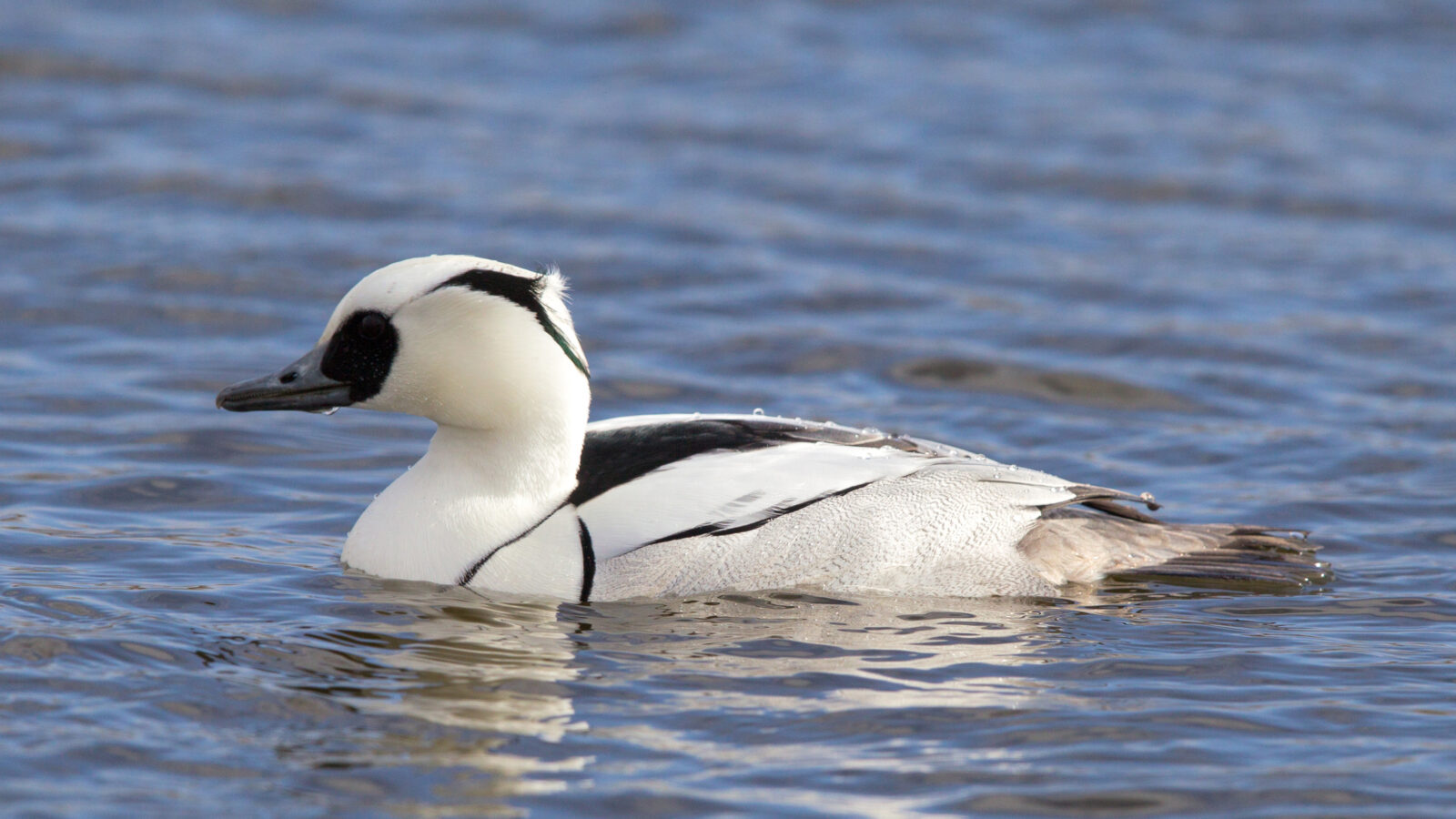 Smew