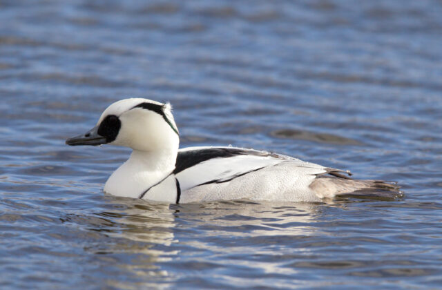Smew