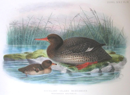 New Zealand Merganser