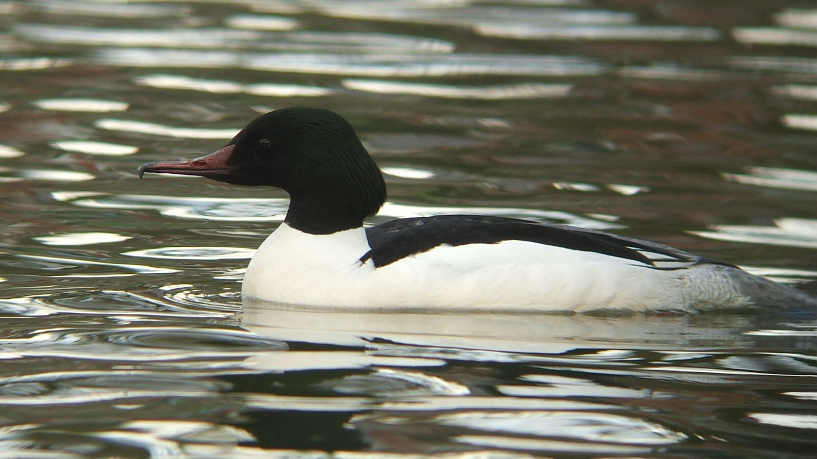 Common Merganser