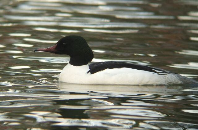 Common Merganser