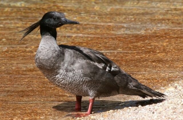 Brazilian Merganser